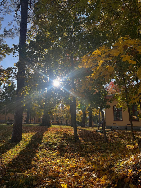 Autumn sunlight through trees and fallen golden leaves in Stockholm, from Daša’s Instagram archive