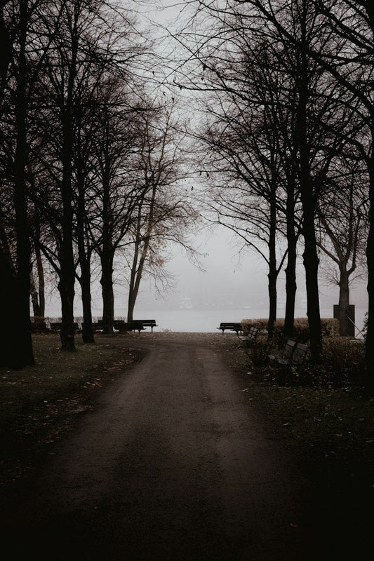 A dark, damp Stockholm park path between bare autumn trees, leading towards water under a grey sky. Photo by Marten Bjork.
